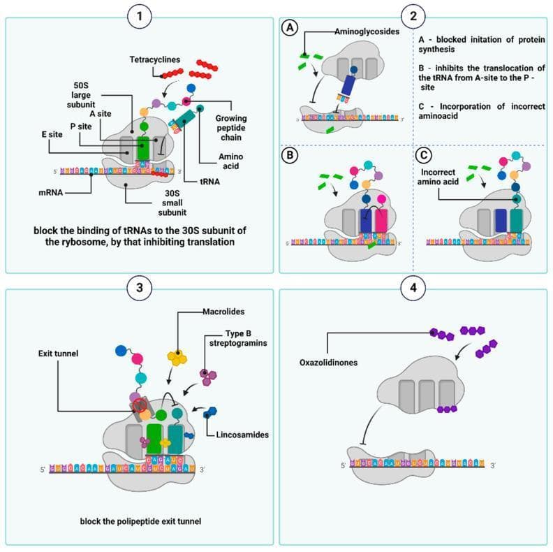 Educational pathophysiology diagram illustrating the mechanisms of action for four classes of protein synthesis inhibitors acting on the bacterial ribosome. The diagram is divided into four numbered quadrants: (1) Tetracyclines, represented by red linked circles, are shown binding to the 30S small subunit, which physically blocks aminoacyl-tRNA from binding to the A-site, thereby inhibiting translation. (2) Aminoglycosides, depicted as green bars, demonstrate three distinct mechanisms: (A) blocking the initiation of protein synthesis, (B) inhibiting tRNA translocation from the A-site to the P-site, and (C) causing mRNA misreading, leading to the incorporation of incorrect amino acids. (3) Macrolides, Lincosamides, and Type B Streptogramins are shown blocking the polypeptide exit tunnel of the 50S large subunit, preventing the extension of the growing peptide chain. (4) Oxazolidinones, shown as purple circles, bind to the 50S subunit at the peptidyl transferase center, inhibiting the formation of the 70S initiation complex and blocking early translation steps. Each panel illustrates key components including the 50S and 30S subunits, mRNA, tRNA, and the growing peptide chain.