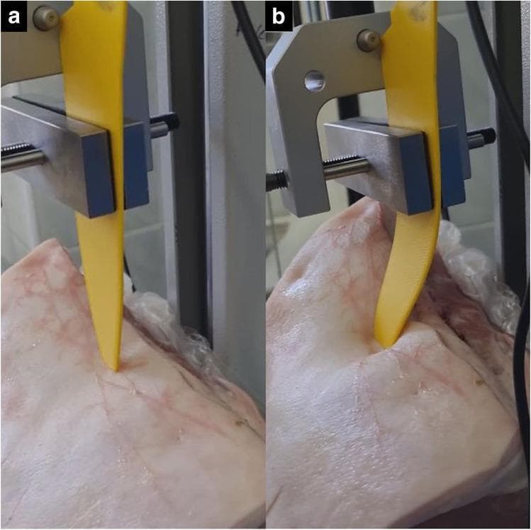 Two clinical photographs (a and b) demonstrate a dynamic stabbing force experiment using a 3D-printed yellow polylactic acid (PLA) replica knife and biological tissue (pork loin) to simulate forensic pathology scenarios. The setup utilizes a motorized test stand with a metallic clamping mechanism to control the downward displacement of the replica blade into a pre-existing stab wound. In image 'a', the replica knife is shown during initial entry, maintaining a straight, rigid vertical orientation. In image 'b', as the oversized replica reaches the boundaries of the original entrance wound, it exhibits significant lateral buckling and deformation due to tissue resistance. The pork loin displays visible skin tension and surface distortion around the wound site in response to the increased mechanical load. This experimental model is used to investigate the relationship between stabbing force, tool morphology, and wound characteristics in forensic medicine, specifically testing the fit and potential for wound alteration during autopsy reconstructions.