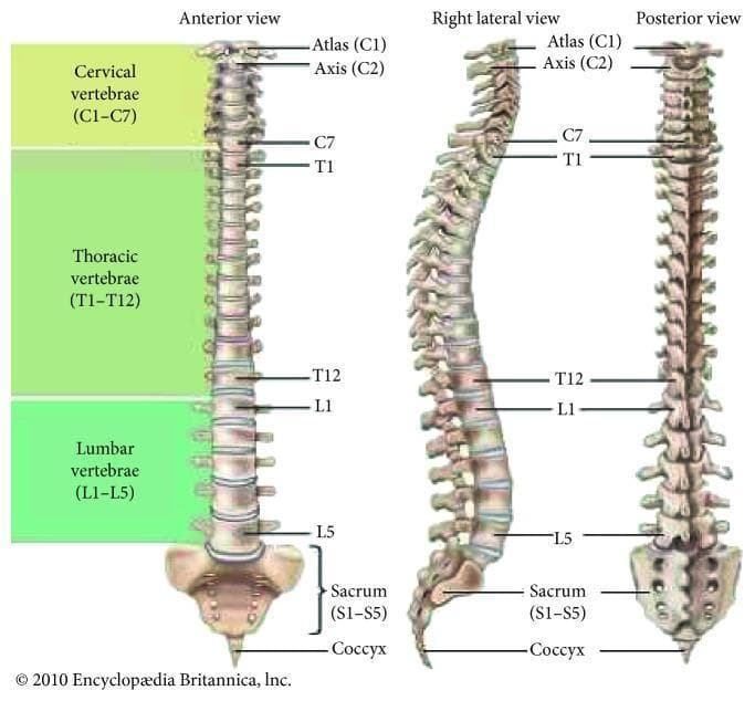 This anatomical diagram presents three perspectives of the human vertebral column: anterior view, right lateral view, and posterior view. The illustration categorizes the 33 vertebrae into five distinct regions, color-coded for clarity: cervical (C1–C7), thoracic (T1–T12), lumbar (L1–L5), the fused sacrum (S1–S5), and the coccyx. Key anatomical landmarks are labeled, including the Atlas (C1) and Axis (C2). The anterior and posterior views demonstrate the vertical alignment and central symmetry of the spine. The right lateral view illustrates the physiological curvatures of the column, showing the cervical lordosis (inward curve), thoracic kyphosis (outward curve), lumbar lordosis (inward curve), and the sacrococcygeal curve. This comparison highlights the structural organization of individual vertebrae, the intervertebral discs, and the overall S-shaped profile necessary for balance and shock absorption. The diagram serves as a foundational educational tool for understanding spinal anatomy, regional segmentation, and normal postural curvature in clinical and musculoskeletal medicine.