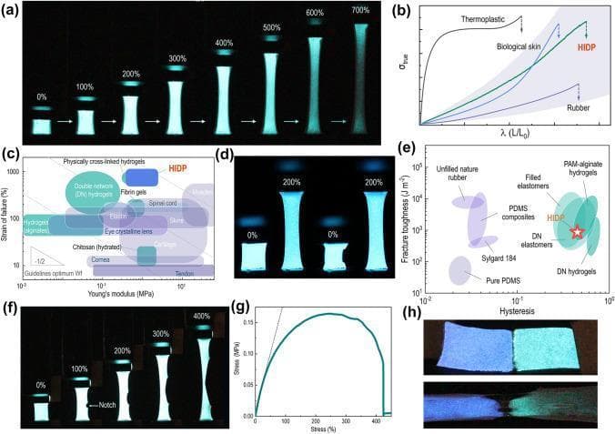 A multi-panel scientific infographic and diagram set illustrating the mechanical and luminescent performance of a Hydroscopic Induced Dual-network Polymer (HIDP), a material designed for biocompatible ionotronics and electronic skins. (a) and (f) present clinical-style photographic sequences of the HIDP and a pre-notched HIDP under tensile strain from 0% to 700%, demonstrating significant vertical elongation, central necking, and sustained blue luminescence. (b) displays a J-shaped true stress-elongation curve, comparing HIDP to biological skin, rubber, and thermoplastics. (c) is an Ashby plot comparing Young’s modulus and strain of failure, positioning HIDP near biological tissues like elastin, skin, and muscles. (d) shows photographic evidence of luminescence stability after 100 stretching cycles at 200% strain. (e) provides an Ashby plot for fracture toughness versus hysteresis, comparing HIDP to DN hydrogels and PDMS. (g) shows a tensile stress-strain curve indicating ductile fracture behavior. (h) demonstrates the material's self-healing properties through a dual-color blue and green luminescent HIDP assembly at 0% and 300% strain. This content is intended for research in biomedical engineering, prosthetics, and wearable medical sensors.