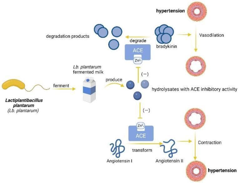 This pathophysiology diagram illustrates the anti-hypertensive mechanism of Lactiplantibacillus plantarum (Lb. plantarum) in functional foods. The process begins with Lb. plantarum fermenting milk, which produces bioactive hydrolysates. These hydrolysates function as Angiotensin-Converting Enzyme (ACE) inhibitors, targeting the zinc-binding (Zn2+) site of the ACE protein. The diagram depicts two physiological pathways influenced by this inhibition: 1) The Bradykinin Pathway: Typically, ACE degrades the vasodilator bradykinin into inactive products. By inhibiting ACE, hydrolysates prevent bradykinin degradation, promoting vasodilation and relieving hypertension. 2) The Renin-Angiotensin Pathway: Normally, ACE transforms Angiotensin I into the potent vasoconstrictor Angiotensin II, leading to vascular contraction and hypertension. The hydrolysates inhibit this transformation, preventing pathological vasoconstriction. The visual contrast emphasizes the transition from constricted, hypertensive blood vessel states to relaxed, dilated states through the modulation of enzymatic activity. This diagram serves as a model for how probiotic-derived peptides can mitigate cardiovascular risk factors by interfering with the biochemical pathways responsible for systemic blood pressure regulation.
