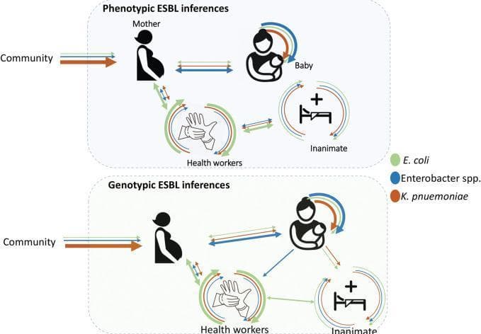 This medical illustration is a pathophysiology diagram depicting the transmission dynamics of Extended-Spectrum Beta-Lactamase (ESBL)-producing bacteria in a maternity ward setting. The diagram is divided into two panels: 'Phenotypic ESBL inferences' (top) and 'Genotypic ESBL inferences' (bottom), used to compare inferred transmission pathways based on different laboratory methods. Four key entities are represented using icons: the mother (representing community entry), the baby, healthcare workers (hands icon), and the hospital environment (inanimate object/bed icon). Colored arrows indicate the potential bidirectional transmission of three specific multidrug-resistant pathogens: E. coli (green), Enterobacter spp. (blue), and K. pneumoniae (orange). The layout illustrates how these bacteria move from the community to the mother and subsequently cycle between patients, medical staff, and inanimate surfaces, highlighting the role of the hospital environment and healthcare providers in the horizontal transmission of nosocomial infections. This visual serves as an educational tool for epidemiology, infection control, and neonatal medicine, focusing on the complex pathways of antimicrobial resistance within specialized clinical departments.