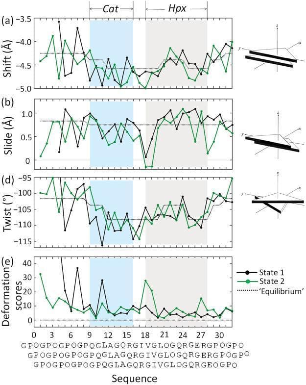 This biophysical data visualization presents the structural parameters of matrix metalloproteinase 1 (MMP1)-bound collagen triple helices. The figure contains four line graphs (a, b, d, e) aligned by amino acid sequence and step number, comparing State 1 (black), State 2 (green), and an 'Equilibrium' state (dotted line).
Graph (a) measures 'Shift' in Angstroms (Å), (b) measures 'Slide' in Å, (d) measures 'Twist' in degrees (°), and (e) illustrates 'Deformation scores'. Two critical protein interaction zones are highlighted: the N-terminal catalytic (Cat) domain (shaded light cyan) and the C-terminal hemopexin (Hpx) domain (shaded grey). Schematic diagrams to the right of each graph illustrate the geometric meaning of each translational and rotational parameter. The data demonstrates how MMP1 binding induces conformational changes in the collagen triple helix, specifically showing localized deformations and deviations from equilibrium at the Cat and Hpx contact sites. These parameters are essential for understanding the mechanical and biochemical mechanisms of collagen degradation by matrix metalloproteinases in human connective tissue remodeling.