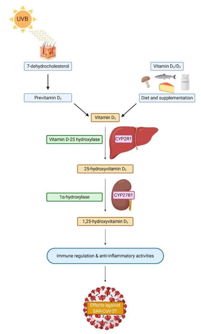 This pathophysiology diagram illustrates the metabolic pathway of Vitamin D synthesis and activation in humans, emphasizing its role in immune modulation. The flow begins with two primary sources: endogenous synthesis in the skin (UVB radiation converting 7-dehydrocholesterol to Previtamin D3 and subsequently Vitamin D3) and exogenous intake (dietary sources like fish, eggs, and mushrooms or supplementation). The pathway then details the two-step hydroxylation process: first in the liver, where Vitamin D-25 hydroxylase (CYP2R1) converts Vitamin D3 into 25-hydroxyvitamin D3; and second in the kidney, where 1α-hydroxylase (CYP27B1) converts it into the bioactive form, 1,25-dihydroxyvitamin D3. The diagram concludes by highlighting the clinical significance of active Vitamin D in promoting immune regulation and anti-inflammatory activities, specifically questioning its potential protective effects against SARS-CoV-2. This schematic serves as an educational tool for understanding endocrine metabolism and its systemic physiological impacts.