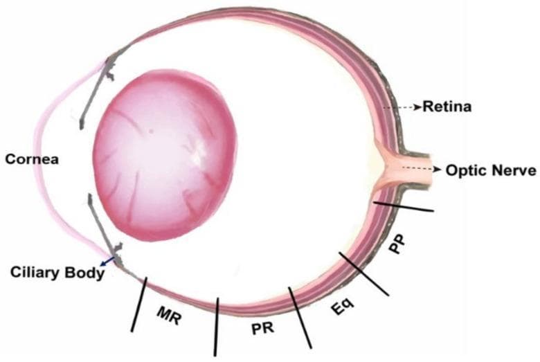 This medical anatomical diagram illustrates a sagittal cross-section of the eye, specifically designed to show sampling locations for retinal analysis. The illustration depicts key anterior structures including the cornea, ciliary body, and a prominent crystalline lens. The posterior segment highlights the multi-layered retina and the exit point of the optic nerve. The diagram serves as a map for topographical retinal research, marking four specific regions along the inferior hemisphere: 1) the Posterior Pole (PP) located adjacent to the optic nerve; 2) the Equator (Eq) representing the mid-peripheral region; 3) the Peripheral Retina (PR) continuing anteriorly; and 4) the Marginal Retina (MR) situated most anteriorly near the ciliary body. This visual provides clinical and research context for studying regional variations in retinal cell density, morphology, and pathophysiology, such as changes in rod and cone distribution or responses to form deprivation.