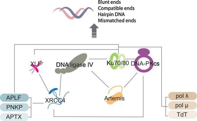 This pathophysiology diagram illustrates the Non-Homologous End Joining (NHEJ) pathway, a critical DNA double-strand break repair mechanism. At the top, a double-helix DNA strand is shown with annotations for various lesion types, including blunt ends, compatible ends, hairpin DNA, and mismatched ends. A central interaction network below depicts the protein assembly required for repair. Key core components are visually represented: the Ku70/80 heterodimer (green interlinked ovals), DNA-PKcs (purple ring-like structure), and DNA ligase IV (grey irregular shape). These are connected via lines indicating protein-protein interactions with additional regulatory factors: XLF (pink), XRCC4 (blue), and Artemis (orange). Secondary processing factors are grouped on the periphery: APLF, PNKP, and APTX on the left; and polymerases (pol λ, pol μ) and TdT on the right. The diagram serves as an educational map of molecular signaling, highlighting the complex recruitment and interaction of ligases, kinases, and nucleases in maintaining genomic stability.