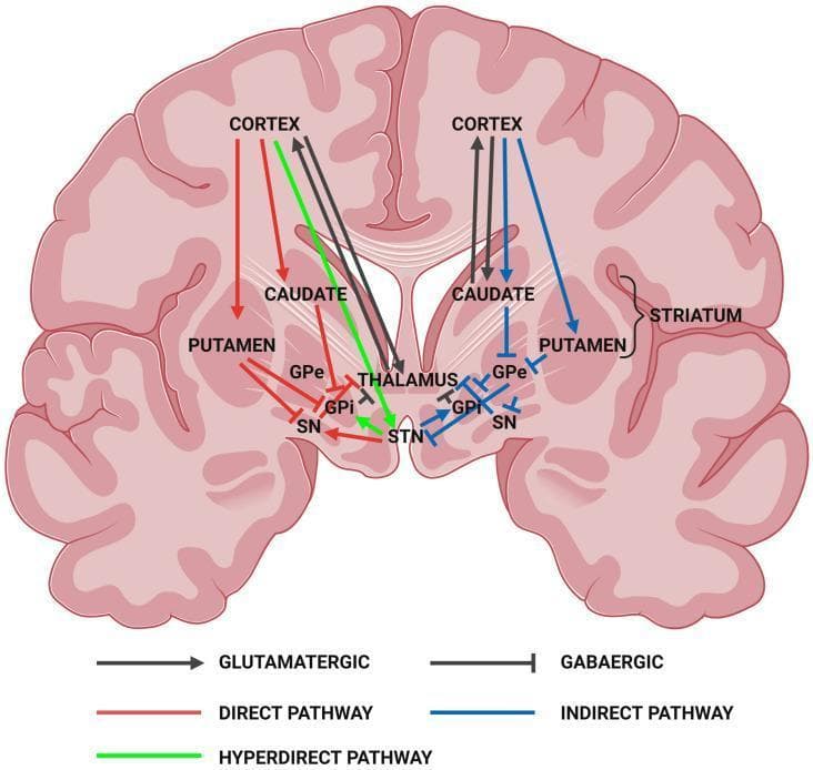This medical illustration presents a pathophysiology diagram of the human brain in coronal section, focusing on the motor circuitry of the basal ganglia. The diagram maps the structural and functional relationships between the cerebral cortex, striatum (caudate nucleus and putamen), globus pallidus externa (GPe), globus pallidus interna (GPi), subthalamic nucleus (STN), substantia nigra (SN), and thalamus. Three primary signaling pathways are color-coded: the Direct Pathway (red), which facilitates movement; the Indirect Pathway (blue), which inhibits movement; and the Hyperdirect Pathway (green). The visual also utilizes distinct arrowheads to indicate neurotransmitter types: pointed arrows represent excitatory glutamatergic projections (e.g., from the cortex and STN), while T-shaped bars represent inhibitory GABAergic projections (e.g., from the striatum and globus pallidus). This anatomical model is essential for understanding neurodegenerative movement disorders such as Huntington’s Disease and Parkinsonism, specifically how striatal degeneration alters cortical excitation and inhibition loops.