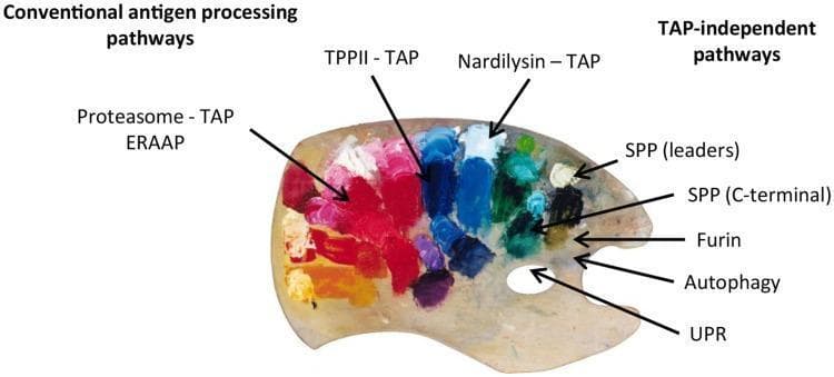 An educational infographic using a painter's palette as a metaphor to illustrate the diverse origins of MHC class I peptide repertoires. The visual categorizes antigen processing into two primary groups: 'Conventional antigen processing pathways' and 'TAP-independent pathways.' The conventional side features bright pigments (reds, pinks, blues) representing dominant pathways involving Proteasome, TAP, ERAAP, TPPII, and Nardilysin. In contrast, the 'TAP-independent' side (often associated with T-cell epitopes associated with impaired peptide processing or TEIPPs) is represented by darker, more muted tones (blacks, greys, dark greens). Specific TAP-independent sources labeled include signal peptide peptidase (SPP) for leader and C-terminal sequences, Furin-mediated cleavage in the secretory pathway, Autophagy, and the Unfolded Protein Response (UPR). This diagram emphasizes that while conventional pathways provide the majority of the peptide pool, alternative pathways contribute a distinct 'color' to the cellular presentation, particularly under conditions of cellular stress or TAP deficiency.
