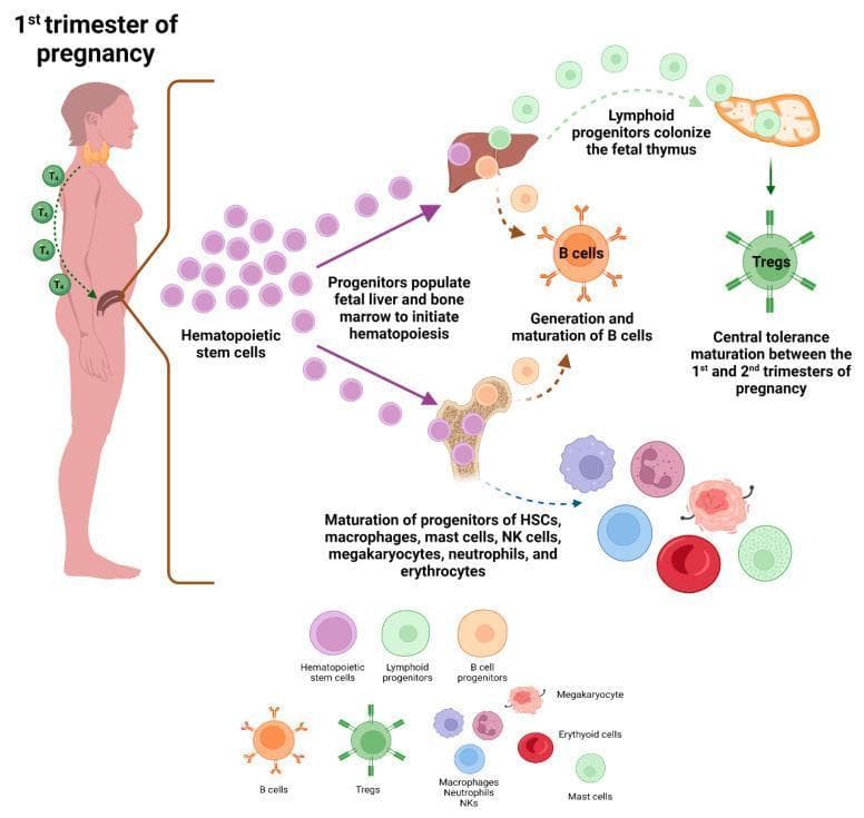 An anatomical and pathophysiology diagram illustrating fetal immune system development during the first trimester of pregnancy. The schematic shows a pregnant woman with the thyroid gland highlighted, indicating the influence of maternal thyroid hormone (T4) on fetal hematopoiesis. The process begins with hematopoietic stem cells (HSCs) that populate the fetal liver and bone marrow to initiate hematopoiesis. Three primary developmental pathways are depicted: 1) Lymphoid progenitors colonizing the fetal thymus to produce regulatory T cells (Tregs), facilitating central tolerance maturation between the first and second trimesters; 2) Hepatic progenitors in the fetal liver undergoing generation and maturation into B cells; and 3) Bone marrow progenitors differentiating into a diverse array of lineages, including macrophages, mast cells, NK cells, neutrophils, megakaryocytes, and erythroid cells (erythrocytes). The diagram uses color-coded icons for each cell type and highlights the critical anatomical sites—thymus, liver, and bone marrow—involved in early immune system ontogeny and lineage specification.