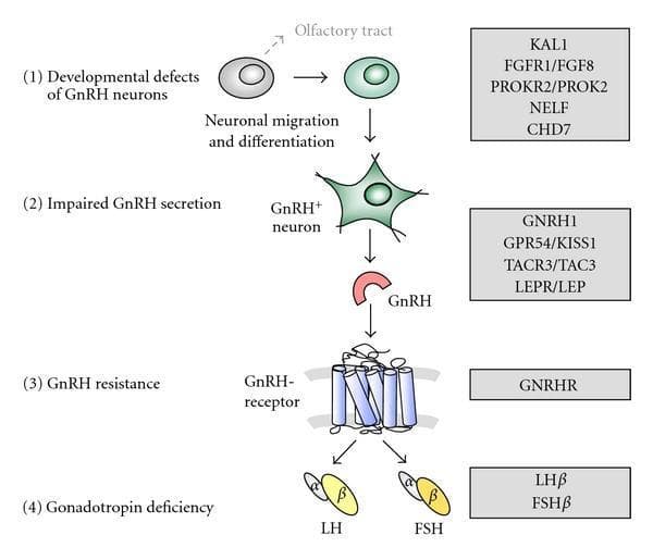 A pathophysiology diagram illustrating the four levels of genetic control and clinical defects in the hypothalamic-pituitary-gonadal axis related to pubertal development. (1) Developmental defects of GnRH neurons: depicts neuronal migration and differentiation from precursors towards the olfactory tract; associated genes include KAL1, FGFR1/FGF8, PROKR2, NELF, and CHD7. (2) Impaired GnRH secretion: shows a mature GnRH+ neuron releasing the GnRH peptide ligand; associated genes include GNRH1, GPR54 (KISS1R), TACR3, and LEPR. (3) GnRH resistance: illustrates the GnRH ligand binding to a heptahelical G protein-coupled receptor (GnRHR) embedded in the pituitary cell membrane; associated with GNRHR gene mutations. (4) Gonadotropin deficiency: shows the resulting secretion of Luteinizing Hormone (LH) and Follicle-Stimulating Hormone (FSH), each depicted as heterodimers with alpha and beta subunits; associated with LH̢̢β and FSHβ gene defects. The diagram serves as an educational tool for understanding the molecular etiology of idiopathic hypogonadotropic hypogonadism (IHH) and Kallmann syndrome.