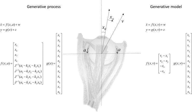 This medical diagram presents a comparison between the biological 'Generative Process' (left) and a computational 'Generative Model' (right) for eye movement dynamics. At the center is an anatomical illustration of a human eyeball with its extraocular muscles, annotated with vectors for angular position (xθ), angular velocity (xω), and target fixation (v). Arrows labeled 'a' represent muscle torque action. The 'Generative Process' section on the left utilizes a high-dimensional state space (x1–x8) representing independent movement of both eyes, incorporating physical constants like the moment of inertia (J), spring constants (k1), and viscosity (k2) within matrices f(x,a) and g(x). In contrast, the 'Generative Model' on the right simplifies these dynamics for predictive coding, assuming conjugate eye movements (x1–x4) where horizontal and vertical positions are shared. The diagram illustrates how internal generative models in the brain approximate complex physical oculomotor processes to minimize prediction errors during saccades and smooth pursuit.