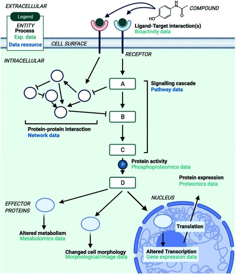 A pathophysiology diagram illustrating the systems-level Mechanism of Action (MoA) of a chemical compound on a human cell, mapping biological processes to specific types of multi-omics data. The diagram is divided into extracellular, cell surface, and intracellular compartments. It begins with a 'Compound' (chemical structure) engaging in a 'Ligand-Target interaction' with a cell surface receptor, labeled as Bioactivity data. Intracellularly, this triggers a 'Signalling cascade' (Pathway data) involving sequential protein nodes (A, B, C, D). Parallel 'Protein-protein interactions' (Network data) are shown interacting with the cascade through activation and inhibition arrows. Downstream effects are categorized by data type: Phosphoproteomics (protein activity/phosphorylation at node C), Proteomics (protein expression at node D), Metabolomics (altered metabolism via effector proteins), and Morphological/image data (changed cell morphology). The cascade terminates in the nucleus, affecting 'Translation' and 'Altered Transcription,' which is identified as Gene expression data. This infographic serves as an educational summary of how various experimental data resources provide biological context for drug interaction studies.