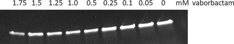 A diagnostic biochemical image displaying a SDS-PAGE gel fluorescence scan from a Bocillin competition assay. The visual demonstrates the inhibition of Pseudomonas aeruginosa Penicillin-Binding Protein 3 (PBP3) by the cyclic boronate inhibitor, vaborbactam. The gel shows a series of horizontal protein bands representing PBP3 labeled with a fluorescent Bocillin reporter. From right to left, the lanes correspond to increasing concentrations of vaborbactam (0, 0.05, 0.1, 0.25, 0.5, 1.0, 1.25, 1.5, and 1.75 mM). A clear, concentration-dependent decrease in band intensity is visible; the highest fluorescence intensity is at 0 mM (absence of inhibitor), while the lowest intensity is observed at 1.75 mM. This trend illustrates competitive binding between vaborbactam and the fluorescent reporter for the PBP3 active site. The educational focus is on the biochemical validation of non-beta-lactam antibiotic inhibitors against bacterial cell wall synthesis targets.