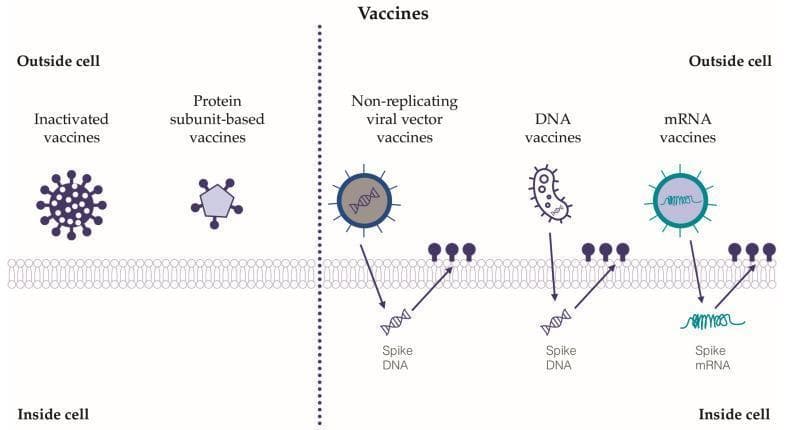 A medical illustration comparing five classes of SARS-CoV-2 vaccines based on their mechanism of cellular interaction. The diagram is bifurcated into two sections relative to the host cell membrane. On the left, 'Inactivated vaccines' and 'Protein subunit-based vaccines' are shown remaining entirely in the extracellular space ('Outside cell'). On the right, the diagram illustrates intracellular mechanisms for 'Non-replicating viral vector vaccines,' 'DNA vaccines,' and 'mRNA vaccines.' These latter three types are depicted crossing the cell membrane to deliver genetic material 'Inside cell.' Viral vector and DNA vaccines are shown delivering a double-helix 'Spike DNA' structure, while the mRNA vaccine delivers a single-stranded 'Spike mRNA' filament. Arrows indicate the flow of genetic material into the cytoplasm and subsequent interaction with membrane receptors (represented by dark purple circular icons). The diagram highlights the educational distinction between vaccines that act as external antigens versus those that utilize host cellular machinery for transcription and translation of the viral spike protein.