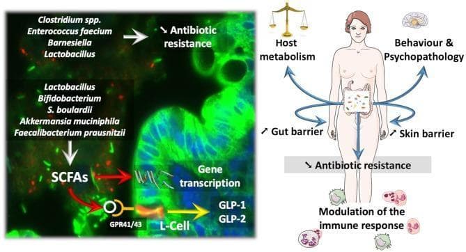 This scientific illustration and diagnostic image combination explores the influence of gut microbiota on human physiology. The left panel shows a fluorescent microscopy image of the gut mucosa overlaid with a biochemical pathway. Key beneficial bacteria—including Lactobacillus, Bifidobacterium, Akkermansia muciniphila, and Faecalibacterium prausnitzii—are shown producing Short-Chain Fatty Acids (SCFAs). These SCFAs modulate gene transcription via histone deacetylase inhibition and activate G-protein coupled receptors GPR41/43 on enteroendocrine L-cells, triggering the release of GLP-1 and GLP-2. Additionally, genera like Barnesiella and Clostridium are linked to reduced antibiotic resistance. The right panel features a systemic diagram of a human figure, illustrating the 'Gut–Brain–Skin axis.' It maps gut-derived influences to host metabolism (energy balance), behavior and psychopathology (mood and cognition), skin barrier integrity, and the modulation of the immune response. The diagram highlights how probiotic interventions can reinforce the gut barrier and decrease systemic antibiotic resistance, representing current concepts in microbiome-based therapeutics and metabolic health.