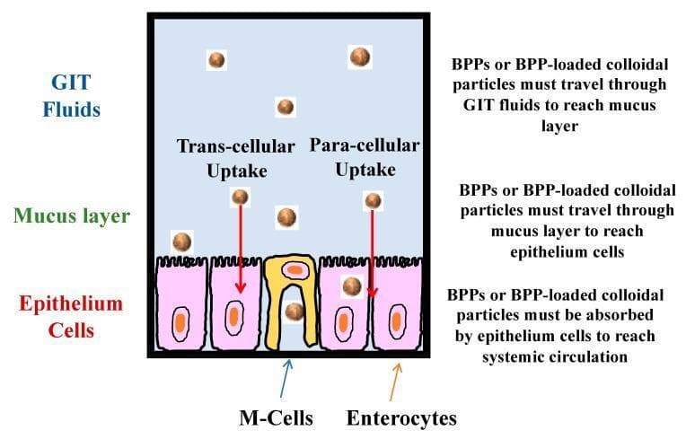 A pathophysiology diagram illustrating the absorption pathways of Bioactive Proteins and Peptides (BPPs) or BPP-loaded colloidal particles across the gastrointestinal tract (GIT) barrier. The visual depicts three distinct vertical layers: GIT Fluids (top), Mucus Layer (middle), and Epithelium Cells (bottom). Brown spherical particles represent the BPPs migrating through these layers to reach systemic circulation. The diagram highlights three specific absorption mechanisms: 1. Trans-cellular uptake, where particles enter directly through the apical membrane of pink-colored enterocytes; 2. Para-cellular uptake, where particles pass through the tight junctions between adjacent enterocytes; and 3. M-cell mediated uptake, shown via specialized yellow-colored M-cells (Microfold cells) typically found in Peyer’s patches. The enterocytes are characterized by brush-border-like projections (microvilli) on their apical surfaces. This schematic serves as an educational tool for understanding oral drug delivery challenges, emphasizing the sequential barriers of luminal fluids, the protective mucus layer, and cellular selectivity in the intestinal epithelium.