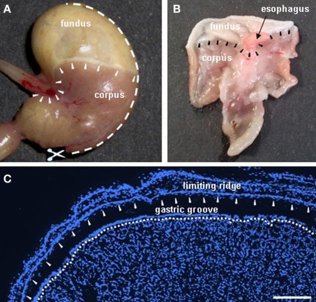 This educational image panel illustrates the gross anatomy and histology of the murine stomach, specifically highlighting the boundary between the non-glandular and glandular mucosa. Panel A shows an intact murine stomach where the fundus (lighter, smoother appearance) is distinguished from the corpus (darker, vascularized appearance). White arrowheads delineate the 'limiting ridge,' a structural fold encircling the esophageal orifice and separating the two regions. Panel B displays the stomach dissected along the greater curvature, exposing the internal mucosal surface and the relationship between the esophagus, fundus, and corpus. Panel C is a DAPI-stained fluorescent cryosection (nuclei in blue) showing the microanatomy of the fundus/corpus boundary. It clearly demonstrates the 'limiting ridge' as a tissue strip overarching the 'gastric groove.' The most apical cell layer of the corpus mucosa, which forms the distal wall of this groove, is indicated by a white broken line and arrowheads. This region is a known site for specialized chemosensory brush cells. Scale bar for panel C represents 200 μm.