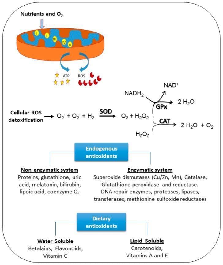 This pathophysiology diagram illustrates the cellular antioxidant defense systems and the biochemical pathways for Reactive Oxygen Species (ROS) detoxification. At the top, a mitochondrion is shown utilizing nutrients and O2 through the electron transport chain (complexes I-V) to generate ATP, with ROS produced as a metabolic byproduct. The central flowchart details the enzymatic neutralization of ROS: Superoxide Dismutase (SOD) converts superoxide radicals (O2-) into oxygen (O2) and hydrogen peroxide (H2O2). Subsequently, H2O2 is neutralized by Glutathione Peroxidase (GPx), utilizing NADH2 as a cofactor to produce water, and by Catalase (CAT) to produce water and oxygen. The bottom sections categorize protective antioxidants into Endogenous and Dietary groups. Endogenous systems are split into enzymatic (e.g., SOD, Catalase, GPx, DNA repair enzymes) and non-enzymatic (e.g., glutathione, uric acid, melatonin). Dietary antioxidants are classified by solubility: water-soluble (Betalains, Flavonoids, Vitamin C) and lipid-soluble (Carotenoids, Vitamins A and E). The diagram emphasizes the multi-layered approach to maintaining cellular redox homeostasis.