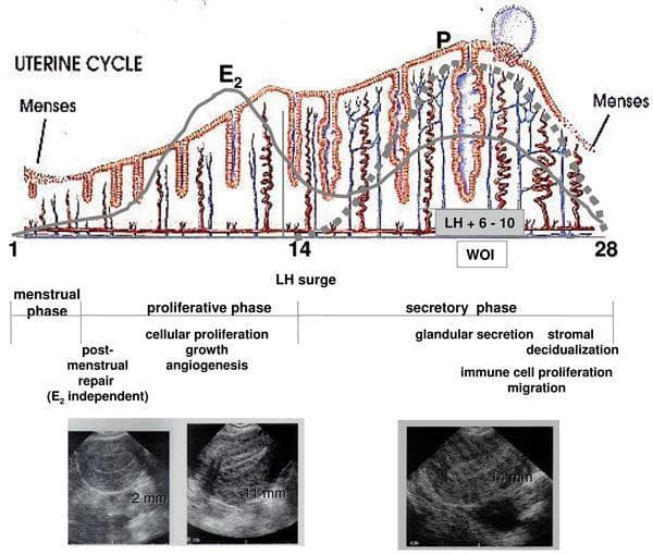 This composite educational graphic illustrates the morphological and hormonal changes of the human endometrium across a standard 28-day uterine cycle. The top section features a pathophysiology diagram showing fluctuations in estradiol (E2) and progesterone (P). E2 peaks during the proliferative phase, correlating with endometrial growth, while P dominates the secretory phase, driving glandular coiling and the 'window of implantation' (WOI). Below the hormone curves, a cross-sectional illustration depicts the histological evolution of endometrial glands and spiral arteries. It transitions from a thin, shedding layer in the menstrual phase to elongated glands during the proliferative phase, and finally to highly coiled, secretory glands with increased angiogenesis in the secretory phase. The bottom section displays three diagnostic ultrasound images of the uterus, providing clinical correlation of endometrial thickness: 2 mm (early proliferative), 11 mm (late proliferative), and 14 mm (mid-secretory). Key physiological processes such as post-menstrual repair, cellular proliferation, angiogenesis, and stromal decidualization are annotated to link hormonal signaling with macroscopic and microscopic changes.