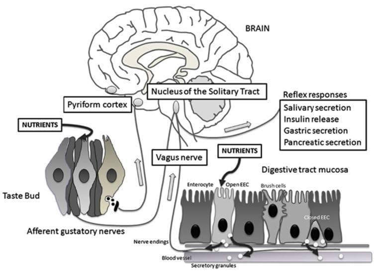 A medical pathophysiology diagram illustrating the gut-brain axis and taste circuitry. The visual depicts two parallel pathways for nutrient sensing: the oral gustatory system and the gastrointestinal system. In the oral pathway, nutrients stimulate a taste bud, activating afferent gustatory nerves that project to the pyriform cortex and the nucleus of the solitary tract (NTS) in the brainstem. In the gastrointestinal pathway, the digestive tract mucosa is shown with enterocytes, brush cells, and enteroendocrine cells (EECs). 'Open' EECs respond to luminal nutrients by releasing secretory granules (containing hormones like CCK and GLP-1) into the interstitial space or bloodstream, stimulating vagus nerve endings. These visceral signals also terminate at the NTS. The brain integrates these inputs to trigger physiological reflex responses, explicitly listed as salivary secretion, insulin release, gastric secretion, and pancreatic secretion. This diagram highlights the neuroendocrine coordination between peripheral sensory organs and central homeostatic regulation.