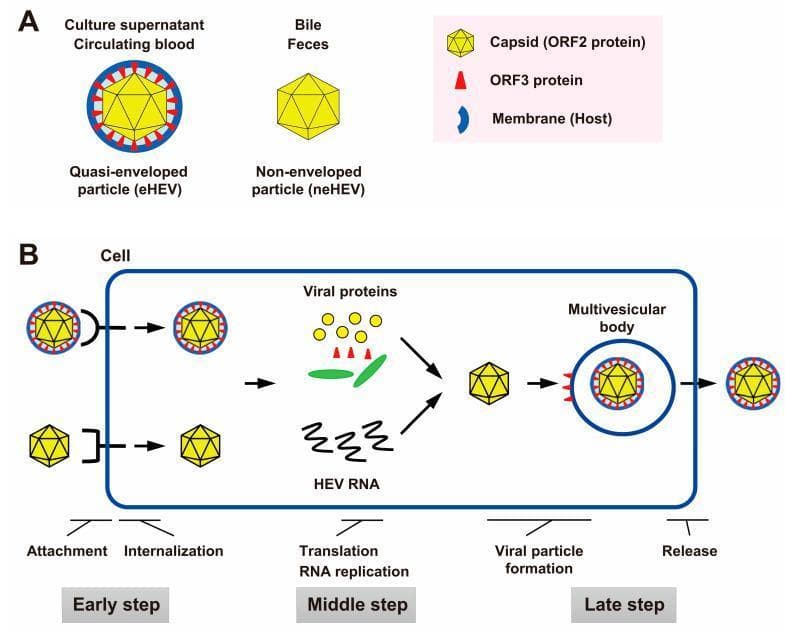 Educational medical diagram illustrating the Hepatitis E virus (HEV) particle structure and life cycle. Section A compares two distinct viral forms: the non-enveloped particle (neHEV), a simple yellow polyhedral capsid (ORF2 protein) found in bile and feces; and the quasi-enveloped particle (eHEV), found in circulating blood and culture supernatant, which features the same yellow capsid surrounded by a host-derived blue lipid membrane punctuated with red ORF3 proteins. Section B details the HEV cellular life cycle in three stages: the early step (attachment and internalization into the host cell); the middle step (translation of viral proteins and RNA replication); and the late step (viral particle formation where the capsid acquires an envelope from the multivesicular body, followed by virion release). The diagram serves as a model for understanding viral pathogenesis and identifying potential drug targets at various stages of the viral cycle, emphasizing the role of the ORF3 protein in the exit of quasi-enveloped particles.