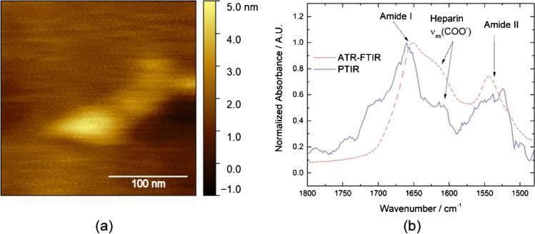 This composite educational image showcases the characterization of an individual APAC (antiplatelet and anticoagulant) molecule, a dual-action agent targeting von Willebrand factor (VWF).
Panel (a) is a high-resolution Atomic Force Microscopy (AFM) topography image of a single APAC molecule adsorbed on an atomically flat gold substrate. A 100 nm scale bar and a vertical color-gradient scale (ranging from -1.0 to 5.0 nm) facilitate quantitative analysis, showing the molecule's morphology and a height of approximately 3-4 nm.
Panel (b) presents a comparison of molecular vibration spectra: Photothermal Induced Resonance (PTIR) in solid blue and Attenuated Total Reflection Fourier-Transform Infrared (ATR-FTIR) in dashed red. The graph plots Normalized Absorbance against Wavenumber (1800-1500 cm⁻¹). Key chemical signatures are identified: Amide I (approx. 1650 cm⁻¹), Heparin asymmetric carboxylate stretching νas(COO-) (approx. 1600 cm⁻¹), and Amide II (approx. 1550 cm⁻¹). These measurements confirm the structural integrity and chemical composition of the APAC molecule at the nanoscale, essential for understanding its mechanism in preventing arterial thrombosis.