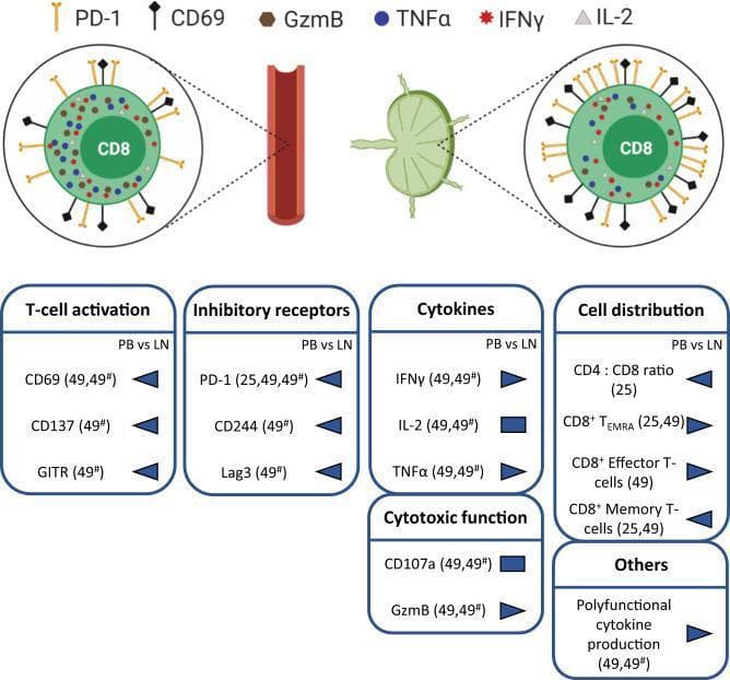 This medical infographic illustrates the comparative T-cell exhaustion phenotype of CD8+ T-cells in Chronic Lymphocytic Leukemia (CLL), contrasting peripheral blood (PB) versus lymph nodes (LN). The top section features anatomical diagrams of a blood vessel and a lymph node, each linked to a CD8+ T-cell illustration. Visual symbols indicate that CD8+ T-cells in the LN exhibit a higher density of surface markers PD-1 and CD69 and altered intracellular molecules (GzmB, TNFα, IFNγ, IL-2) compared to PB. The bottom section provides data summary boxes for 'T-cell activation' (CD69, CD137, GITR), 'Inhibitory receptors' (PD-1, CD244, Lag3), 'Cytokines' (IFNγ, IL-2, TNFα), 'Cytotoxic function' (CD107a, GzmB), and 'Cell distribution'. Blue arrow markers indicate a trend towards higher expression or prevalence in the lymph nodes for most markers, including exhausted cell populations (CD8+ TEMRA, Effector, and Memory T-cells). This diagram highlights that T-cell exhaustion in CLL is more severe in the lymphoid tissue microenvironment than in systemic circulation.