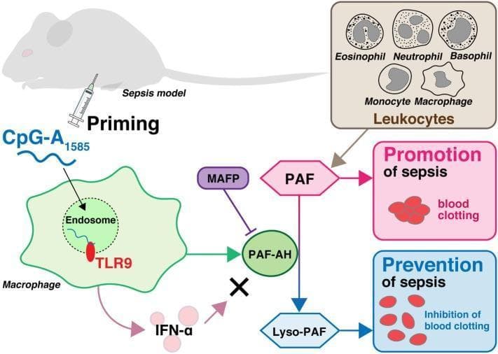 This medical schematic diagram illustrates the pathophysiology and therapeutic priming mechanism in a murine sepsis model. At the cellular level, the diagram depicts a macrophage endocytosing the molecule CpG-A1585, which subsequently binds to Toll-like receptor 9 (TLR9) within an endosome. This signaling pathway triggers the activation of platelet-activating factor acetylhydrolase (PAF-AH). While CpG-A1585 also induces interferon-alpha (IFN-α), a cross mark indicates that IFN-α does not contribute to PAF-AH activation. The diagram further details a leukocyte panel (eosinophils, neutrophils, basophils, monocytes, and macrophages) that produces platelet-activating factor (PAF), a mediator shown to promote sepsis and pathological blood clotting. PAF-AH serves as a critical regulatory enzyme by converting pro-septic PAF into Lyso-PAF, which prevents sepsis through the inhibition of blood clotting. Additionally, the specific inhibitor MAFP is shown antagonizing PAF-AH activity. This illustration highlights the clinical relevance of TLR9-mediated enzymatic pathways in mitigating endotoxin shock and disseminated intravascular coagulation (DIC).