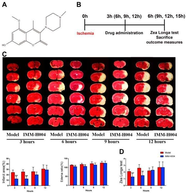 This composite educational infographic illustrates a therapeutic time window experiment for IMM-H004 in a permanent focal cerebral ischemia rat model. Panel A displays the chemical structure of IMM-H004. Panel B outlines the experimental timeline, including ischemia induction, drug administration, and neurobehavioral assessment. Panel C presents representative coronal brain sections stained with 2,3,5-triphenyltetrazolium chloride (TTC). Viable tissue appears deep red, while infarcted tissue appears white. The sections compare a 'Model' group (untreated stroke) and an 'IMM-H004' treated group at 3, 6, 9, and 12 hours post-ischemia. Visually, IMM-H004 treatment shows a marked reduction in the white infarcted area at 3 and 6 hours compared to the model. By 9 and 12 hours, the infarct sizes are comparable between groups. Panel D contains bar graphs quantifying the infarct area percentage, edema ratio, and Zea Longa neurobehavioral test scores, confirming significant neuroprotection within a 0–6 hour therapeutic window. This material is used to demonstrate stroke pathophysiology and pharmacological intervention windows.
