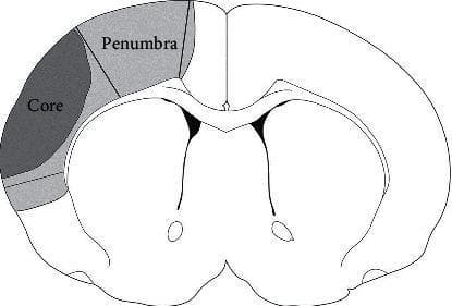A schematic anatomical diagram depicting a coronal cross-section of a rat brain, illustrating the pathological regions associated with an ischemic stroke. The illustration highlights two distinct zones in the left cerebral cortex following middle cerebral artery occlusion (MCAO). The 'Core' (ischemic core) is represented by a dark gray shaded region, indicating the area of irreversible tissue necrosis. Adjacent to the core is the 'Penumbra' (ischemic penumbra), represented by a lighter gray shaded region. This peri-infarct area represents tissue at risk that is functionally impaired due to reduced cerebral blood flow but remains potentially salvageable. The diagram serves as an educational tool to visualize the spatial relationship between necrotic tissue and the surrounding transitional zone, which is often the target for neuroprotective and neuroplasticity-promoting pharmacological interventions.