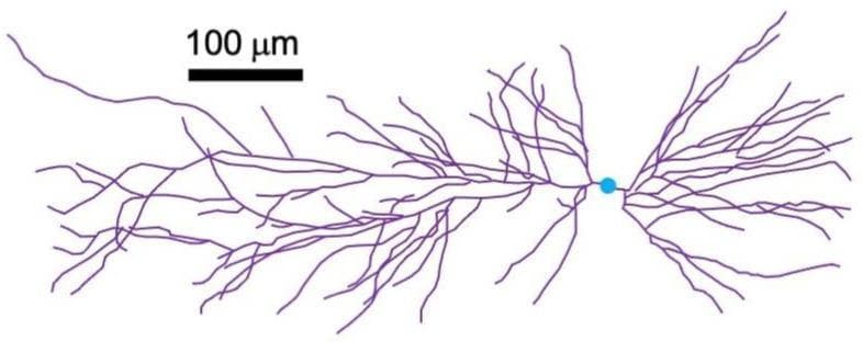 This anatomical diagram illustrates a morphological reconstruction of a hippocampal CA1 pyramidal neuron. The visualization distinguishes key cellular components using color-coding: the central soma (cell body) is represented as a small blue circle, while the extensive dendritic arborization is depicted in purple. The dendrites exhibit a complex, asymmetrical branching pattern, radiating horizontally and vertically from the cell body with a higher density of branching on one side, characteristic of pyramidal cell architecture. A scale bar indicating 100 micrometers (µm) is provided, demonstrating that the total span of the dendritic tree extends several hundred micrometers. This image serves as a structural model for neurobiological studies, specifically regarding neuronal geometry, synaptic integration, and the biophysical properties of hippocampal circuits in the brain. The precise mapping of these structures is essential for understanding the spatial distribution of postsynaptic potentials and their contribution to neural magnetic fields.