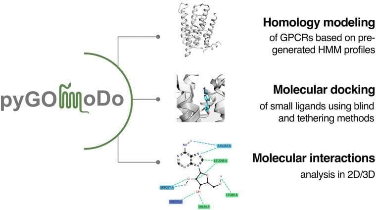 A pathophysiology diagram illustrating the structural bioinformatics pipeline for analyzing G-protein coupled receptors (GPCRs) using the pyGOMoDo software package. The diagram details three primary educational stages of molecular modeling: 1) Homology modeling of GPCRs, shown as a three-dimensional ribbon diagram representing the protein's alpha-helical architecture based on pre-generated HMM profiles; 2) Molecular docking, depicting a small ligand molecule rendered in colored stick representation positioned within the binding pocket of the 3D protein structure using blind and tethering methods; and 3) Molecular interactions analysis, visualized as a two-dimensional chemical schematic. This final stage highlights specific ligand-residue interactions with amino acids such as SER277, ASN253, and VAL84 indicated by dashed lines representing hydrogen bonds or hydrophobic contacts. The image serves as a visual guide for pharmacological research and drug discovery, illustrating the transition from primary sequence alignment to high-resolution mapping of receptor-ligand binding energetics.