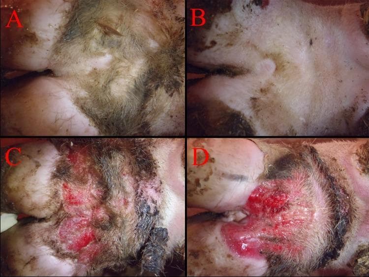 This set of four clinical photographs demonstrates the comparative pathology of digital dermatitis (DD) on the pastern and interdigital region of bovine feet, serving as a model for infectious skin lesions. Panels A and B display control subjects with normal clinical findings: the skin is intact, pale pink to white in color, and possesses a smooth, continuous texture with a normal, undisturbed hair coat. In contrast, panels C and D illustrate severe induced lesions (score 10). These lesions are characterized by marked erythematous inflammation, focal ulceration, and the presence of granular, raw tissue. The affected areas show distinct signs of exudative discharge, causing matted and discolored hair at the periphery. The lesions exhibit irregular borders and apparent tissue depth, consistent with high-grade inflammation and vascular involvement typical of active digital dermatitis. This comparison is used in dermatology and veterinary medicine to teach the visual identification, macroscopic scoring, and clinical manifestation of acute ulcerated skin conditions.