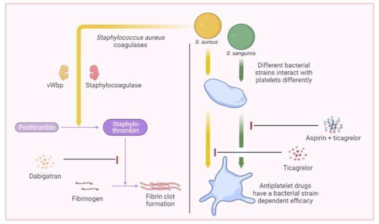 This medical illustration depicts the mechanisms of bacteria-induced hemostasis and the site of action for various antithrombotic agents. The diagram is split into two primary sections: Coagulation (left) and Platelet Interaction (right). The left panel illustrates the Staphylococcus aureus-mediated coagulation pathway, where vWbp (von Willebrand factor-binding protein) and staphylocoagulase facilitate the non-proteolytic activation of prothrombin into staphylo-thrombin. This complex subsequently catalyzes the conversion of fibrinogen to fibrin, leading to clot formation. Dabigatran is shown as a pharmacological inhibitor targeting the conversion step from prothrombin to staphylo-thrombin. The right panel demonstrates bacterial-platelet interactions involving S. aureus and S. sanguinis. It illustrates how these different bacterial strains interact with quiescent and activated platelets. The graphic highlights that antiplatelet drug efficacy is strain-dependent: Ticagrelor is indicated as an inhibitor of S. aureus-induced platelet activation, while the combination of aspirin and ticagrelor is shown targeting S. sanguinis-induced pathways. This educational figure is intended to explain the pathophysiology of infective endocarditis and the potential roles of anticoagulants and antiplatelet therapy in managing bacterial-induced thrombosis.