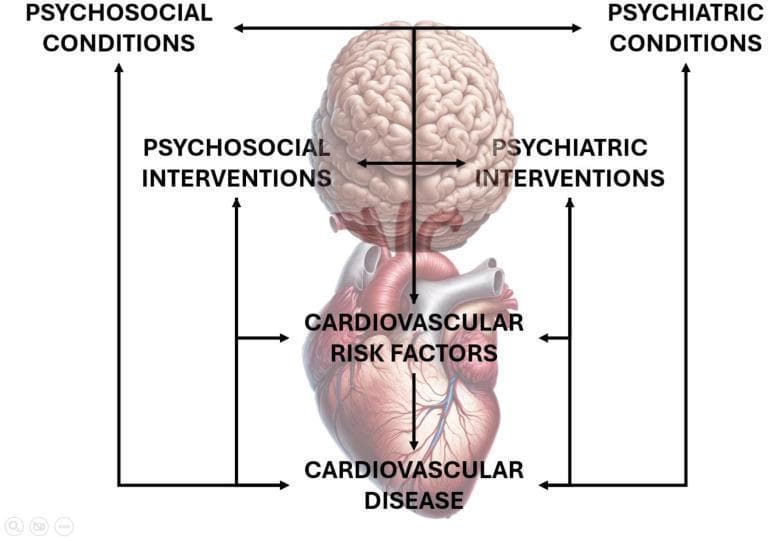 A pathophysiology diagram illustrating the bidirectional relationship between mental health and cardiovascular health. The visual features an anatomical illustration of a human brain positioned vertically above a human heart. The brain region is annotated with 'Psychosocial Conditions' and 'Psychiatric Conditions' at the top, and 'Psychosocial Interventions' and 'Psychiatric Interventions' at its base, with bidirectional arrows suggesting reciprocal influence. A central vertical arrow descends from the brain through the heart, connecting the neurological domain to 'Cardiovascular Risk Factors' and ultimately 'Cardiovascular Disease.' Peripheral arrows create feedback loops between cardiac outcomes and mental health states/interventions. The diagram serves as an educational tool for understanding the psychosomatic interplay in cardiology, specifically how psychiatric status and interventions can influence the progression from risk factors to clinical cardiovascular disease, and vice versa. It is intended for intermediate to advanced medical students and practitioners focusing on behavioral medicine, psychiatry, or cardiology.