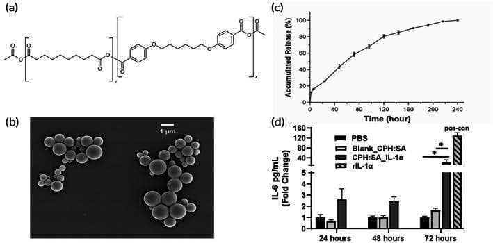 This composite educational graphic illustrates the chemical and biological characterization of interleukin-1 alpha (IL-1̑)-loaded polyanhydride microparticles (CPH:SA MPs) designed for immunotherapy.
Panel (a) displays the chemical structure of the CPH:SA copolymer (1,6-bis(p-carboxyphenoxy)hexane and sebacic acid). Panel (b) is a scanning electron micrograph (SEM) showing spherical microparticles with smooth surfaces, ranging in size near 1 μm, presented in clusters. Panel (c) is a line graph depicting the in vitro release kinetics of IL-1̑ over 240 hours, demonstrating an initial burst followed by a sustained release reaching approximately 100% accumulation by day 10. Panel (d) is a bar chart representing an in vitro activity test measuring IL-6 secretion (pg/mL) from human PBMCs at 24, 48, and 72 hours. The results show significant bioactivity of the IL-1̑-loaded microparticles compared to blank particles and PBS controls, with a marked increase in IL-6 production at the 72-hour mark, indicating successful preservation of the cytokine's biological function after encapsulation.