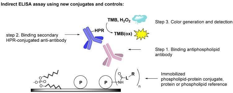 This diagram illustrates the methodology of an indirect Enzyme-Linked Immunosorbent Assay (ELISA) designed for the detection of antiphospholipid antibodies, relevant to the diagnosis of Antiphospholipid Syndrome (APS). The workflow is divided into three sequential steps. Step 1 demonstrates the immobilization of antigens on a solid surface, including phospholipids, proteins (labeled 'P'), and phospholipid-protein conjugates formed via a chemical linker ('L'). A primary antiphospholipid antibody (pink Y-shape) binds to these immobilized antigens. Step 2 shows the introduction of a secondary anti-antibody (blue Y-shape) conjugated with Horseradish Peroxidase (HPR). Step 3 depicts the signal detection phase where HPR catalyzes the reaction between TMB and H2O2 to form oxidized TMB (TMB(ox)), producing a measurable color change. This educational schematic emphasizes the use of stable covalent conjugates to improve the diagnostic sensitivity and reproducibility of assays detecting autoantibodies against complex phospholipid-protein epitopes.
