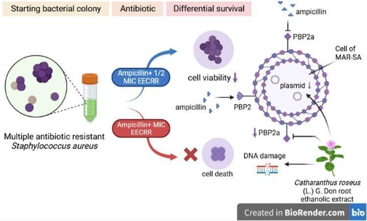 A medical pathophysiology diagram illustrating the mechanism of action of Catharanthus roseus root ethanolic extract (EECRR) in sensitizing multiple antibiotic-resistant Staphylococcus aureus (MAR-SA) to ampicillin. The flowchart transitions from left to right, starting with a bacterial colony of MAR-SA and a test tube representing the extract. It branches into two treatment pathways: 'Ampicillin + 1/2 MIC EECRR', which results in decreased cell viability, and 'Ampicillin + MIC EECRR', which leads to cell death (indicated by a red cross). The right side of the diagram provides a molecular level illustration of a MAR-SA cell. It demonstrates that the EECRR treatment inhibits penicillin-binding protein 2a (PBP2a), which normally blocks ampicillin. By suppressing PBP2a expression and causing plasmid DNA damage, the extract allows ampicillin to bind to PBP2, disrupting the bacterial cell wall integrity. Key labels include PBP2a, PBP2, ampicillin, plasmid, and DNA damage. This visual summarizes an antimicrobial research study on overcoming antibiotic resistance using botanical extracts.