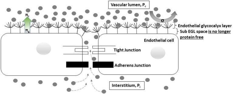 A pathophysiology diagram illustrating the Revised Starling Principle at the capillary-endothelial interface during profound shock. The illustration shows a cross-section of the vascular wall, featuring the vascular lumen (Pc), the endothelial glycocalyx layer (EGL), the sub-EGL space, and the interstitium (Pi). Key structural components include endothelial cells connected by tight and adherens junctions. The diagram highlights the loss of the protein-free status in the sub-EGL space, where proteins (represented by gray circles) diffuse from the interstitium through the inter-endothelial cleft back into the sub-EGL space. This movement indicates a transient reversal from filtration to reabsorption (autotransfusion). Pressures are annotated with arrows: πc represents capillary oncotic pressure and πg represents sub-glycocalyx oncotic pressure. The visual demonstrates how reduced hydrostatic pressure gradients (Pc ≈ Pi) in shock allow for protein accumulation in the sub-EGL, altering the effective oncotic pressure gradient that typically opposes filtration. This educational material is relevant for medical students and clinicians studying microcirculation, fluid dynamics, and critical care physiology.