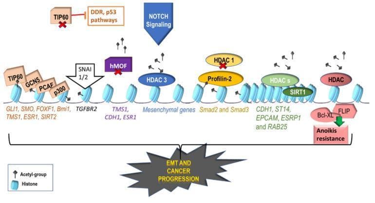 This pathophysiology diagram illustrates the role of histone acetylation and deacetylation in regulating genes associated with Epithelial-Mesenchymal Transition (EMT) and cancer progression. The central structure depicts a linear chromatin strand with blue, bead-like nucleosomes (histone complexes). Small black flag icons represent acetyl groups. On the left, Histone Acetyltransferases (HATs) such as TIP60, GCN5, PCAF, and p300 are shown adding acetyl groups to promote the expression of genes like GLI1, SMO, and FOXF1. The transcription factors SNAI1/2 are depicted activating TGFBR2 expression. Moving right, the diagram shows the repressive actions of Histone Deacetylases (HDACs) and SIRT1, which remove acetyl groups to downregulate tumor suppressor genes like CDH1 (E-cadherin). Notable regulatory interactions include Notch signaling activating HDAC3, and Profilin-2 inhibiting HDAC1 to enhance Smad2/3 activation. The far right illustrates how FLIP and Bcl-XL overexpression contributes to anoikis resistance. Red 'X' marks indicate common downregulations (e.g., TIP60, hMOF) that favor malignancy. The collective epigenetic modifications are summarized as drivers of EMT and metastatic cancer progression.