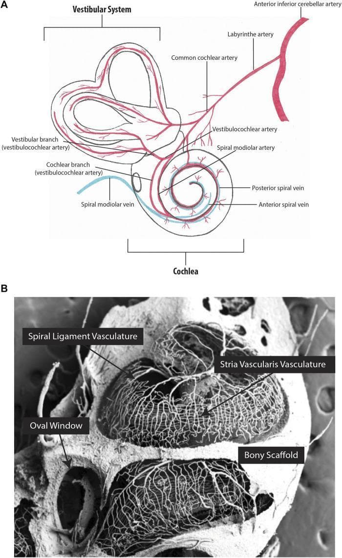 This figure illustrates the vascular anatomy of the inner ear through an anatomical diagram and a scanning electron micrograph (SEM). Panel A is an anatomical diagram showing the arterial supply (red) and venous drainage (blue) of the vestibular system and cochlea, featuring the labyrinthine artery, vestibulocochlear artery, spiral modiolar artery/vein, and anterior/posterior spiral veins. Panel B displays a high-resolution partial corrosion cast of a mouse cochlea using SEM. The image highlights the microvasculature, specifically contrasting the stria vascularis vasculature with the spiral ligament vasculature. The capillaries of the stria vascularis are shown as a dense, highly organized network of parallel vessels running along the cochlear length, whereas the spiral ligament vasculature appears more diffuse and less linear. Key landmarks such as the oval window and the bony scaffold of the temporal bone are labeled. This content is designed to teach cochlear microcirculation and homeostatic structures like the blood-labyrinth barrier, relevant to otorhinolaryngology and auditory physiology.