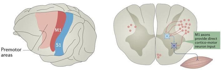 Educational neuroanatomical and physiological diagram illustrating the corticospinal pathway and cortical localization. The left side features a lateral view of the brain with color-coded functional regions: the primary motor cortex (M1) in red, the primary somatosensory cortex (S1) in blue, and anterior premotor areas in light red. The right side depicts a transverse section of the spinal cord (ventral/dorsal horn anatomy) showing descending motor control. M1 axons are visualized as red descending fibers that synapse in the ventral horn. The diagram highlights two distinct connectivity patterns: direct cortico-motor neuron input, where M1 axons synapse directly onto a lower motor neuron, and indirect input mediated by spinal interneurons (light blue). The lower motor neuron is shown exiting the spinal cord to innervate skeletal muscle. This visual demonstrates the neurobiology of voluntary motor control and the functional organization of the precentral and postcentral gyri.