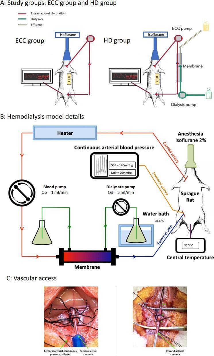 This composite educational graphic details a preclinical experimental model for renal replacement therapy using Sprague-Dawley rats. Section A presents a comparative diagram of the Extracorporeal Circulation (ECC) group versus the Hemodialysis (HD) group. The ECC circuit (red lines) involves a carotid-to-femoral shunt driven by an ECC pump. The HD group adds a semipermeable membrane and a counter-current dialysate circuit (green lines) driven by a secondary pump. Section B provides an expanded schematic of the hemodialysis circuit, detailing specific parameters: 2% isoflurane anesthesia, blood flow (Qb) at 1 ml/min, dialysate flow (Qd) at 5 ml/min, and temperature regulation via heater and water bath (36.5°C). Real-time monitoring of Arterial Blood Pressure (ABP) and Glomerular Filtration Rate (GFR) is indicated. Section C includes clinical photographs of the surgical vascular access sites, illustrating the catheterization of the carotid artery for arterial blood output and the femoral vein for return, along with a femoral arterial pressure catheter. This material demonstrates the technical setup for studying renal pathophysiology and dialytic efficacy in a rodent model.