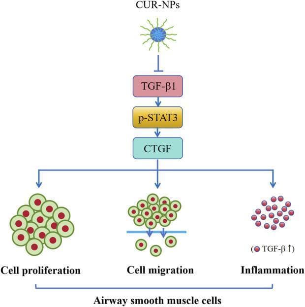 This pathophysiology diagram illustrates the molecular mechanism by which curcumin nanoparticles (CUR-NPs) inhibit asthma-related changes in airway smooth muscle cells (ASMCs). The diagram shows a vertical signaling cascade starting with CUR-NPs exerting an inhibitory effect (indicated by a T-bar arrow) on Transforming Growth Factor-beta 1 (TGF-̢1). This suppresses the downstream signaling pathway consisting of phosphorylated Signal Transducer and Activator of Transcription 3 (p-STAT3) and Connective Tissue Growth Factor (CTGF). The activation of CTGF is linked via branching arrows to three key pathological processes in ASMCs: cell proliferation (depicted as a dense cluster of nucleated cells), cell migration (shown as cells passing through a basement membrane), and inflammation (represented by small red circular markers labeled with 'TGF-̢1 ↑'). The flow indicates that by targeting the TGF-̢1/p-STAT3/CTGF axis, CUR-NPs can mitigate airway remodeling and inflammatory infiltration in conditions like asthma. This pedagogical visual is designed for intermediate to advanced medical education regarding pharmacology and respiratory pathophysiology.