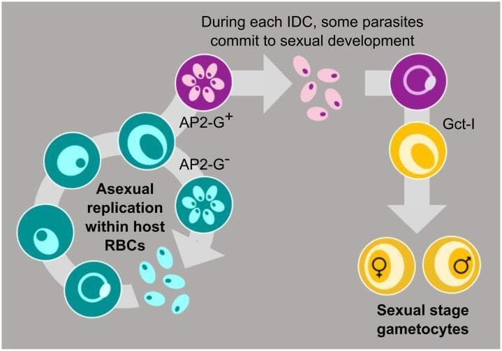 A medical educational diagram illustrating the Intra-erythrocytic Development Cycle (IDC) of the malaria parasite (Plasmodium spp.). The flowchart depicts two divergent pathways within a host red blood cell (RBC). The primary loop shows the asexual replication cycle, where parasites (teal circles) undergo maturation from a single parasite body into schizonts with multiple internal bodies, eventually bursting to release merozoites for further RBC infection. A secondary pathway illustrates sexual commitment, marked by the expression of the transcription factor AP2-G (represented by purple circles). Following this commitment, the parasites differentiate into sexual stages called gametocytes (yellow circles). The final stage of this differentiation demonstrates the formation of distinct male and female gametocytes, identified by gender symbols. The diagram highlights the biological decision-making process between continued asexual multiplication for within-host survival and the production of gametocytes for transmission to the mosquito vector, a key concept in malaria pathophysiology and lifecycle research.