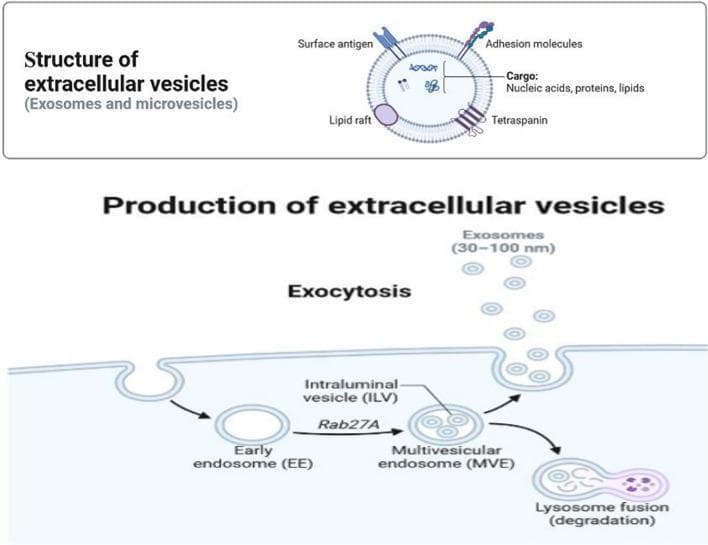 A medical educational diagram illustrating the structure and biogenesis of extracellular vesicles (exosomes and microvesicles). The top panel shows a high-magnification cross-section of an individual vesicle, highlighting its phospholipid bilayer membrane containing surface antigens, adhesion molecules, tetraspanins, and lipid rafts. The internal lumen is shown carrying cargo such as nucleic acids, proteins, and lipids. The bottom panel depicts the cellular production pathway. It begins with the internalization of the plasma membrane to form an early endosome (EE), which matures into a multivesicular endosome (MVE) or multivesicular body (MVB) containing intraluminal vesicles (ILV). This maturation step is annotated with the regulatory protein Rab27A. The diagram shows two possible fates for the MVE: fusion with the plasma membrane to release exosomes (30–100 nm) into the extracellular space via exocytosis, or fusion with a lysosome for cargo degradation. The illustration uses standard biomedical iconography to teach cellular signaling and transport mechanisms.