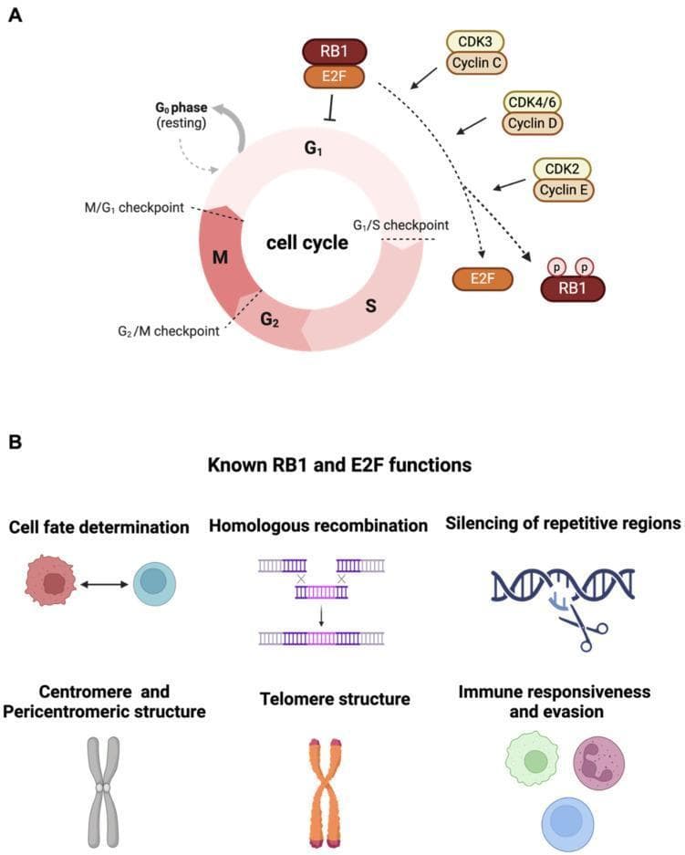 This medical illustration depicts the biological roles of the RB1 tumor suppressor. Panel A shows a Pathophysiology Diagram of the cell cycle (G1, S, G2, M phases) highlighting the canonical G1 phase arrest mechanism. It visualizes the inhibition of E2F transcription factors by RB1 and the subsequent release of E2F following RB1 phosphorylation by Cyclin/CDK complexes (Cyclin C/CDK3, Cyclin D/CDK4/6, and Cyclin E/CDK2). Specific checkpoints (M/G1, G1/S, G2/M) and the G0 resting phase are indicated along the circular pathway. Panel B is a Comparison Chart of non-canonical RB1 and E2F functions, using symbolic icons to represent cell fate determination (differentiation), homologous recombination (DNA repair), silencing of repetitive regions (chromatin remodeling), centromere/pericentromeric and telomere structural maintenance (chromosomal stability), and immune responsiveness and evasion. The diagram serves as an educational resource for understanding cancer biology, cell cycle regulation, and the multi-faceted nature of tumor suppressor proteins.