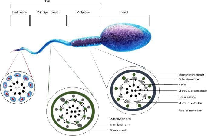 Anatomical diagram and comparison chart illustrating the structure of a mature human spermatozoon. The top section shows a longitudinal view of the sperm, segmented into the Head (containing the nucleus) and the Tail, which is further divided into the Midpiece, Principal piece, and End piece. Below the main illustration are three detailed cross-sectional diagrams of the flagellum (axoneme) at different tail levels. The Midpiece cross-section highlights the central '9+2' microtubule arrangement (nine microtubule doublets and a central pair) surrounded by outer dense fibers and a mitochondrial sheath. The Principal piece cross-section demonstrates the axoneme enclosed by a fibrous sheath. The End piece cross-section shows the simplified 9+2 microtubule structure within the plasma membrane. Labels identify critical ultra-structural components including nexin links, radial spokes, and inner and outer dynein arms. This diagram serves as an educational resource for reproductive biology and andrology, emphasizing the mechanical components necessary for sperm motility and male fertility.