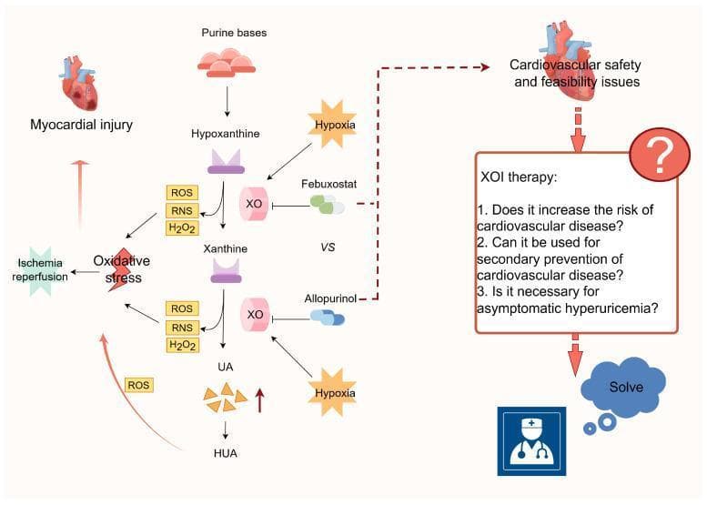 This pathophysiology diagram illustrates the metabolic pathway of purine degradation and its implications for cardiovascular health. The central pathway shows the sequential conversion of purine bases to hypoxanthine, then to xanthine, and finally to uric acid (UA) by the enzyme xanthine oxidase (XO). Excessive UA production leads to hyperuricemia (HUA). The diagram highlights that the XO-catalyzed steps concurrently generate reactive oxygen species (ROS), reactive nitrogen species (RNS), and hydrogen peroxide (H2O2), contributing to oxidative stress and subsequent myocardial injury, particularly during ischemia-reperfusion events. Hypoxia is shown to stimulate XO activity and UA levels. On the right, the clinical relevance is depicted through the use of xanthine oxidase inhibitors (XOIs), specifically Febuxostat and Allopurinol. The diagram raises critical clinical questions regarding XOI therapy, including its potential cardiovascular risks, its utility in secondary cardiovascular prevention, and its necessity in treating asymptomatic hyperuricemia. This flowchart integrates biochemistry with clinical cardiology to explore the therapeutic balance and safety profile of urate-lowering therapies in cardiovascular disease management.