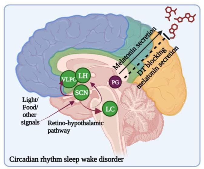 An anatomical diagram of a sagittal section of the human brain illustrating the neurobiological pathways of circadian rhythm regulation. The illustration identifies the Suprachiasmatic Nucleus (SCN) as the master clock, receiving external zeitgebers such as light and food via the retino-hypothalamic pathway. Associated hypothalamic and brainstem structures labeled include the Ventrolateral Preoptic Nucleus (VLPO), Lateral Hypothalamus (LH), and Locus Coeruleus (LC). The diagram highlights the functional relationship between the SCN and the Pineal Gland (PG). It shows that melatonin secretion from the PG is modulated by circadian signaling. Furthermore, the graphic depicts a clinical intervention or physiological state where dopamine (DT) blocks melatonin secretion, which is relevant in the context of circadian rhythm sleep-wake disorders (CRSWDs) and Parkinson's disease. The color-coded cortical regions and deep brain nuclei emphasize the integrated nature of sleep-wake cycles and hormonal output.